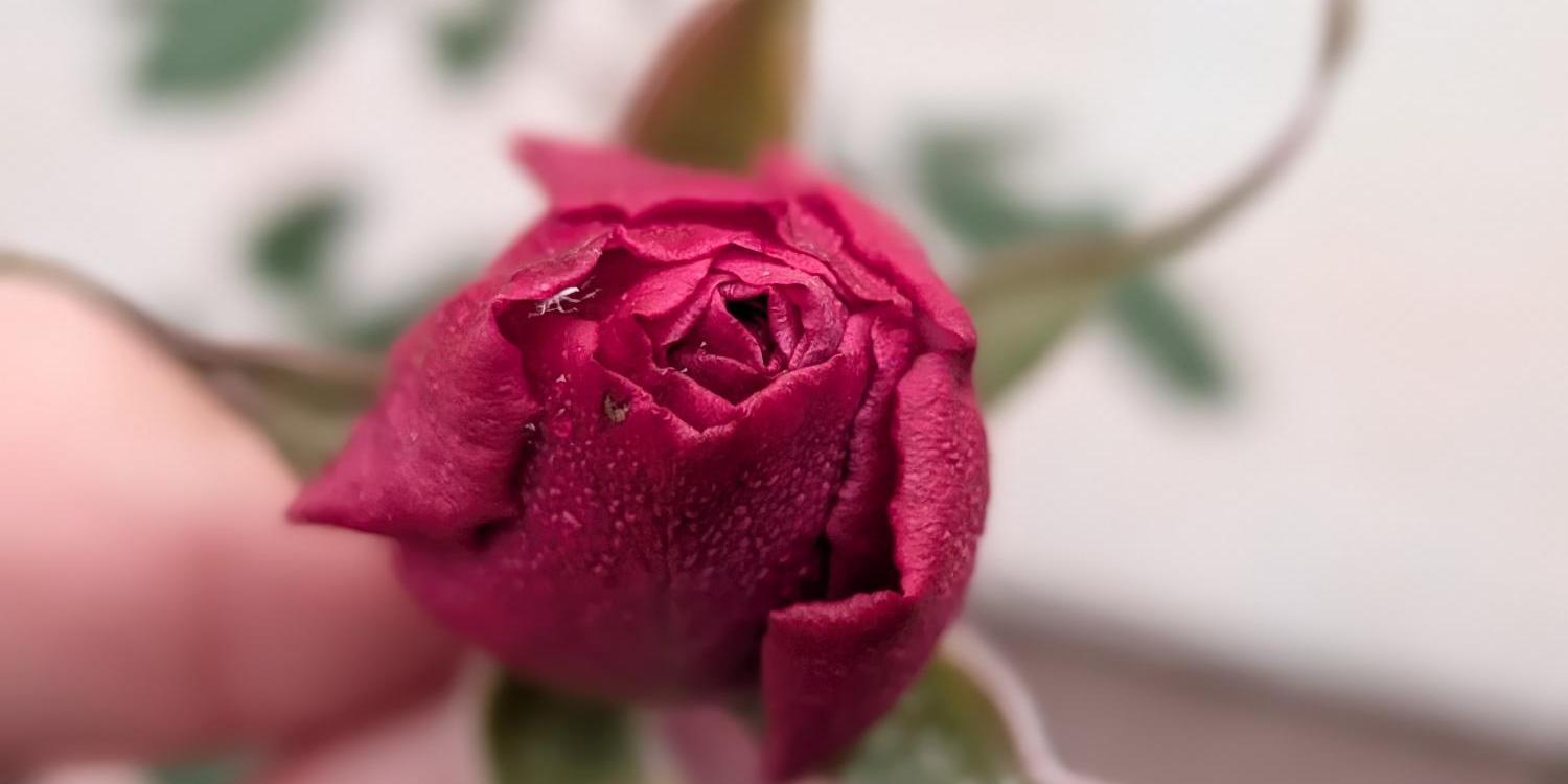 Foto einer roten Rose (gehalten zwischen zwei Fingern)