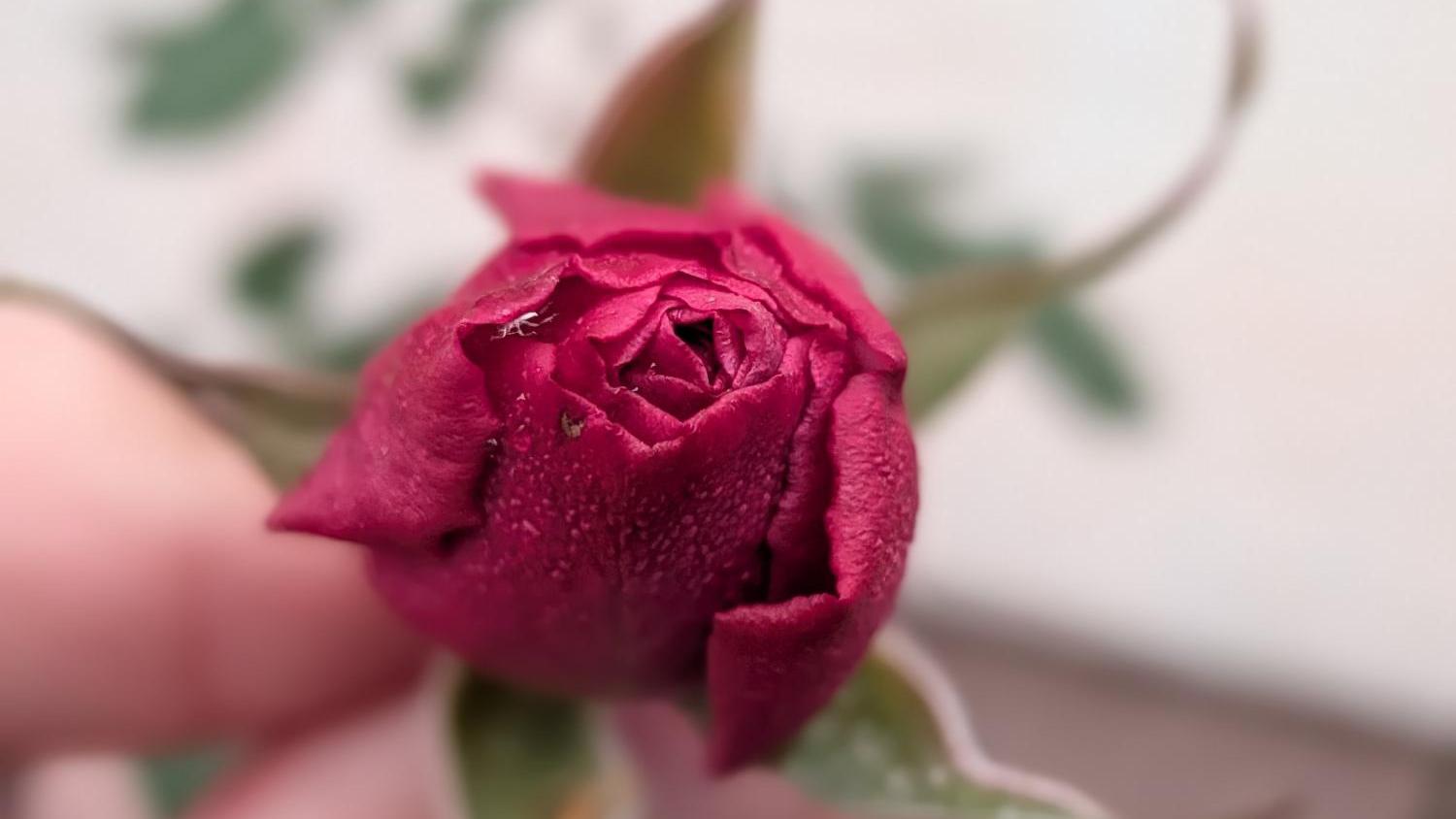 Foto einer roten Rose (gehalten zwischen zwei Fingern)