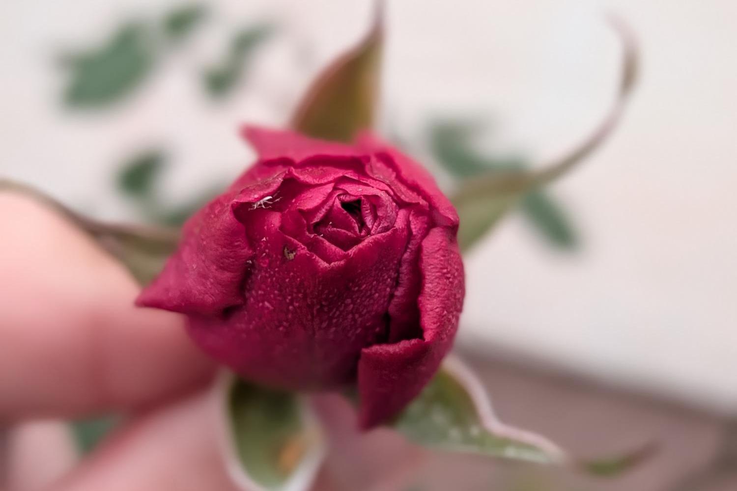 Foto einer roten Rose (gehalten zwischen zwei Fingern)