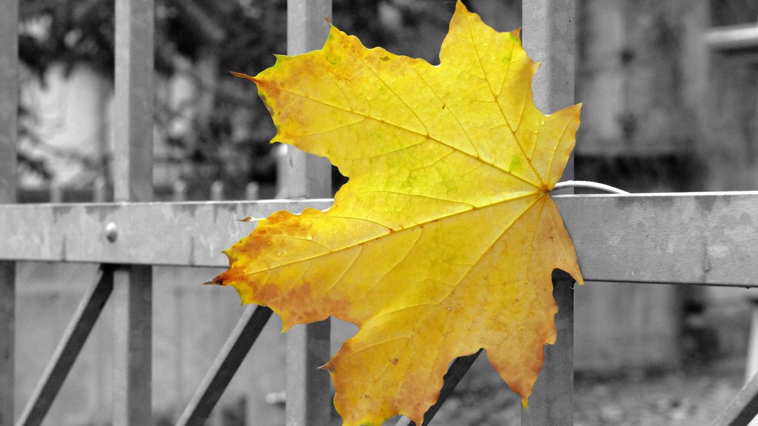 Blatt an einem Zaun