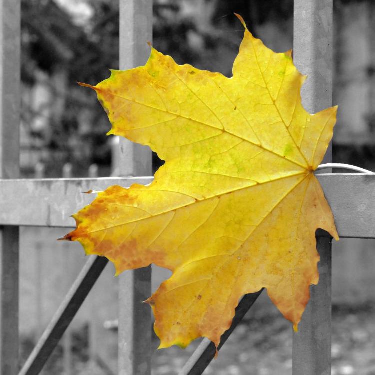 Blatt an einem Zaun