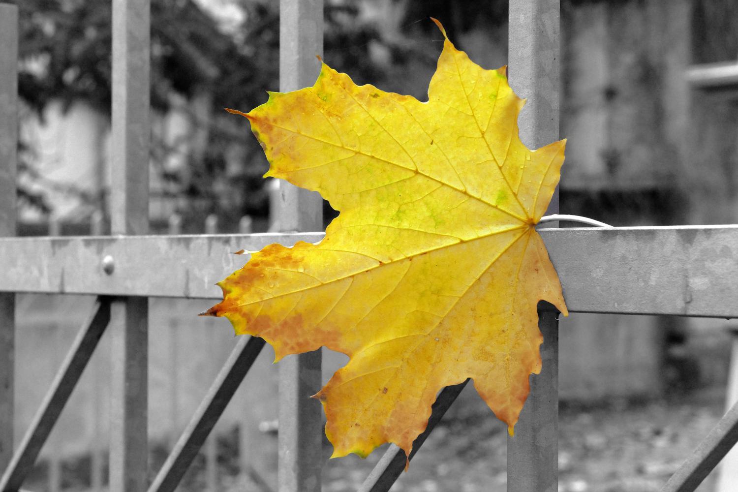 Blatt an einem Zaun