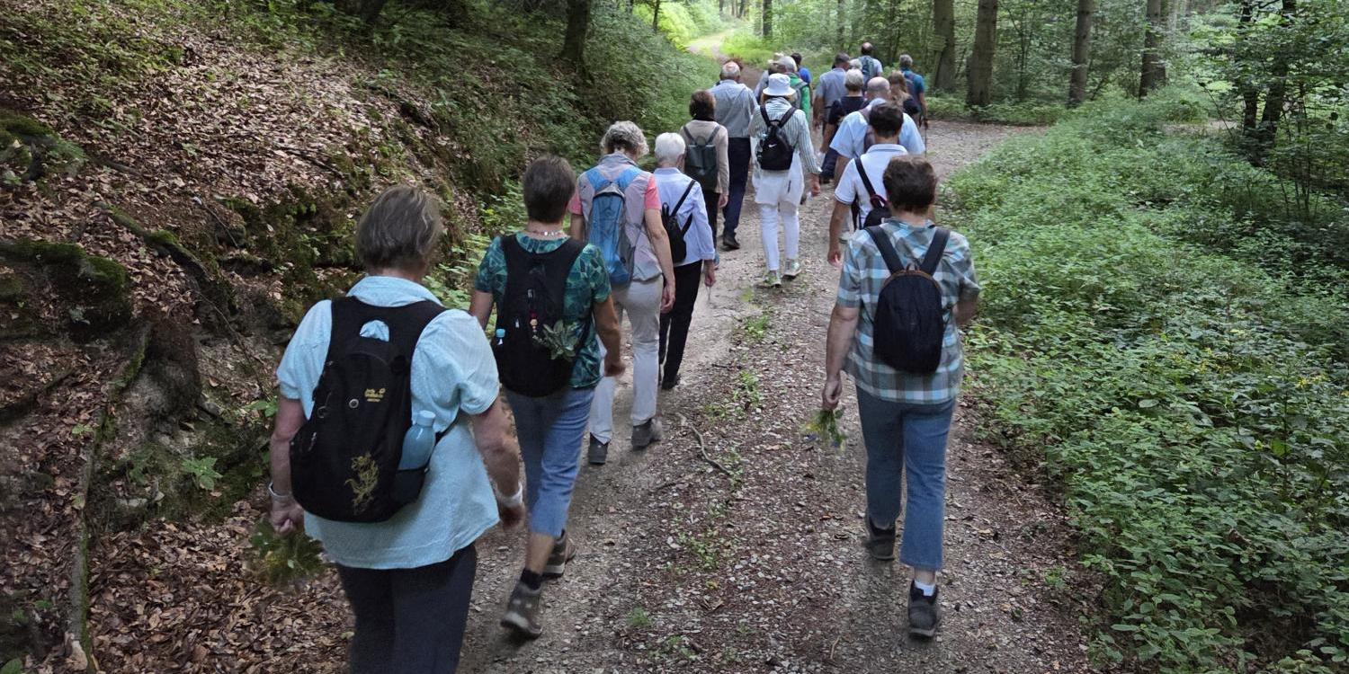 Gruppe von Wanderern bzw. Pilgern auf Waldweg